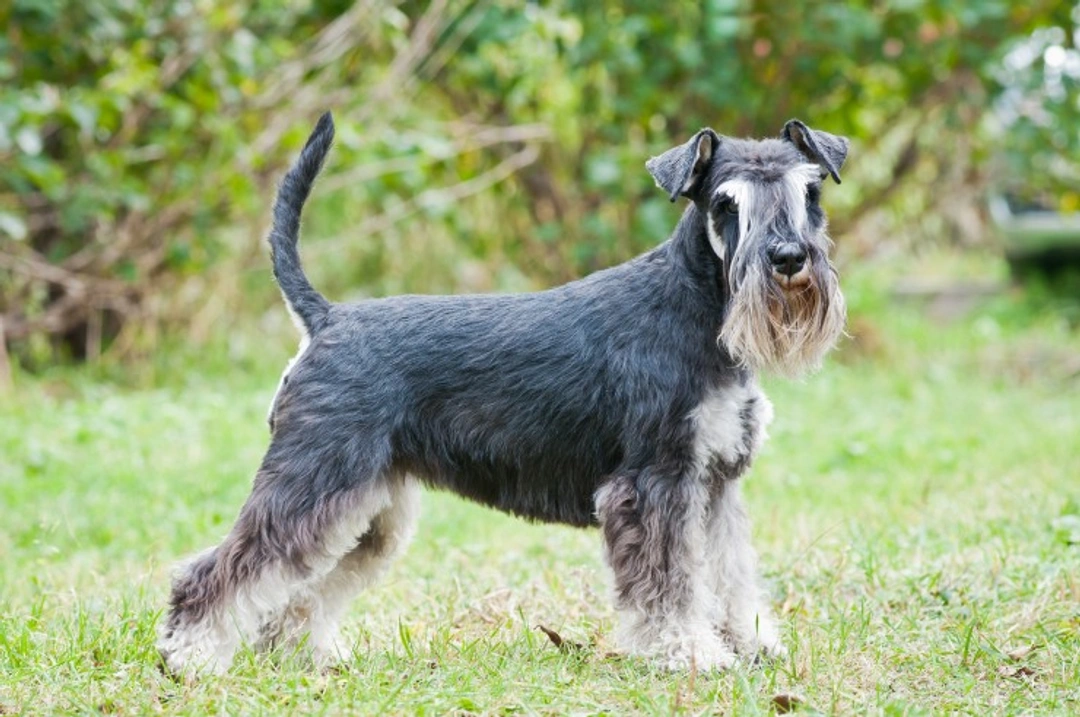 5 Fascinating Schnauzer Dog Breed Facts for UK Owners