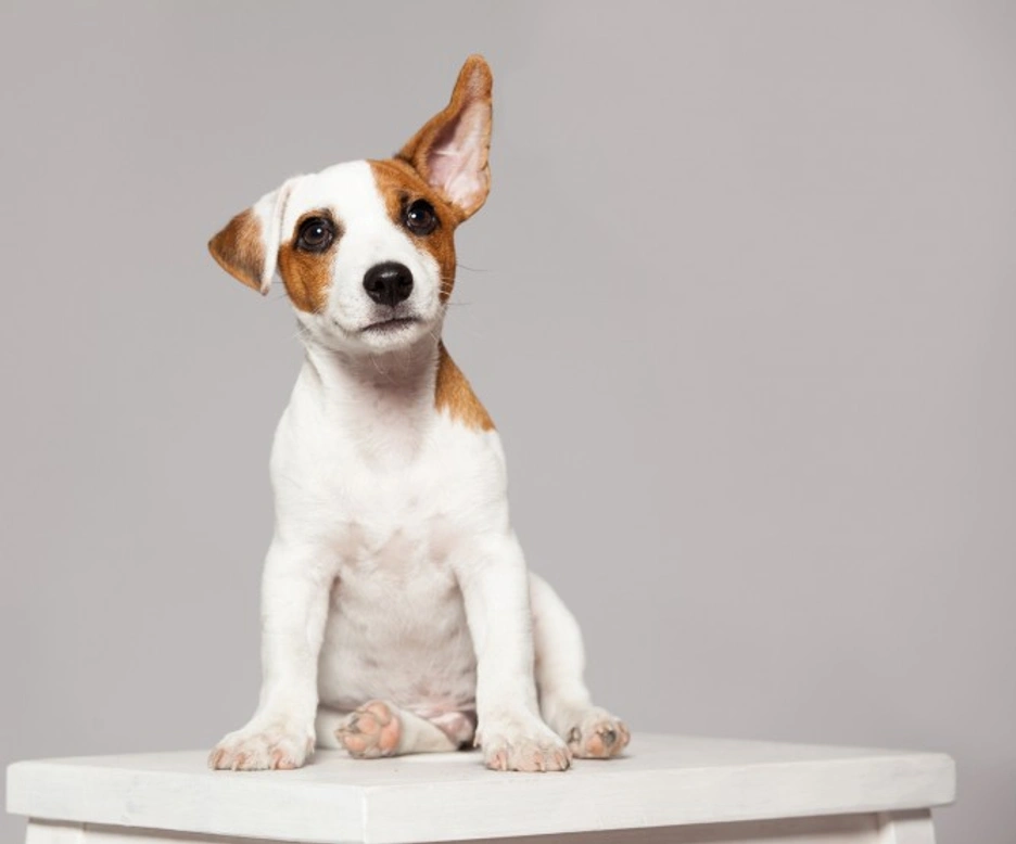 Why Does My Puppy Tilt Their Head? Understanding Causes & Care