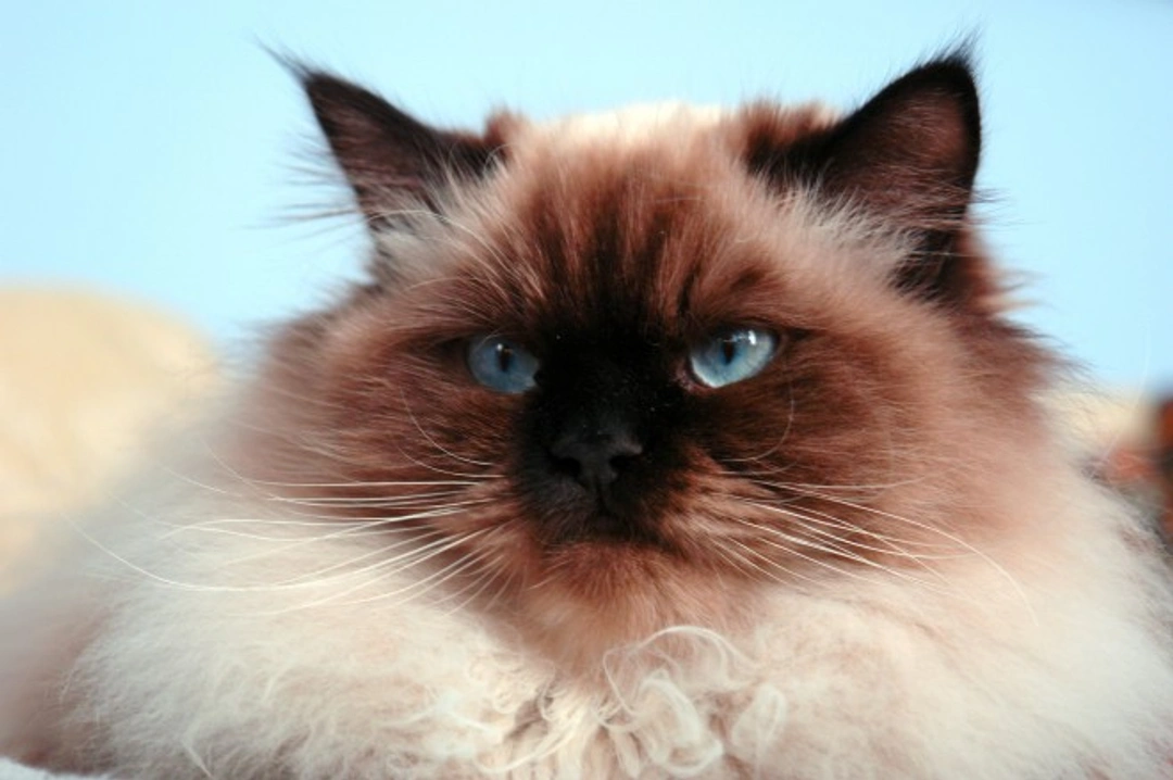 5 Popular Flat-Faced Cat Breeds You Should Know