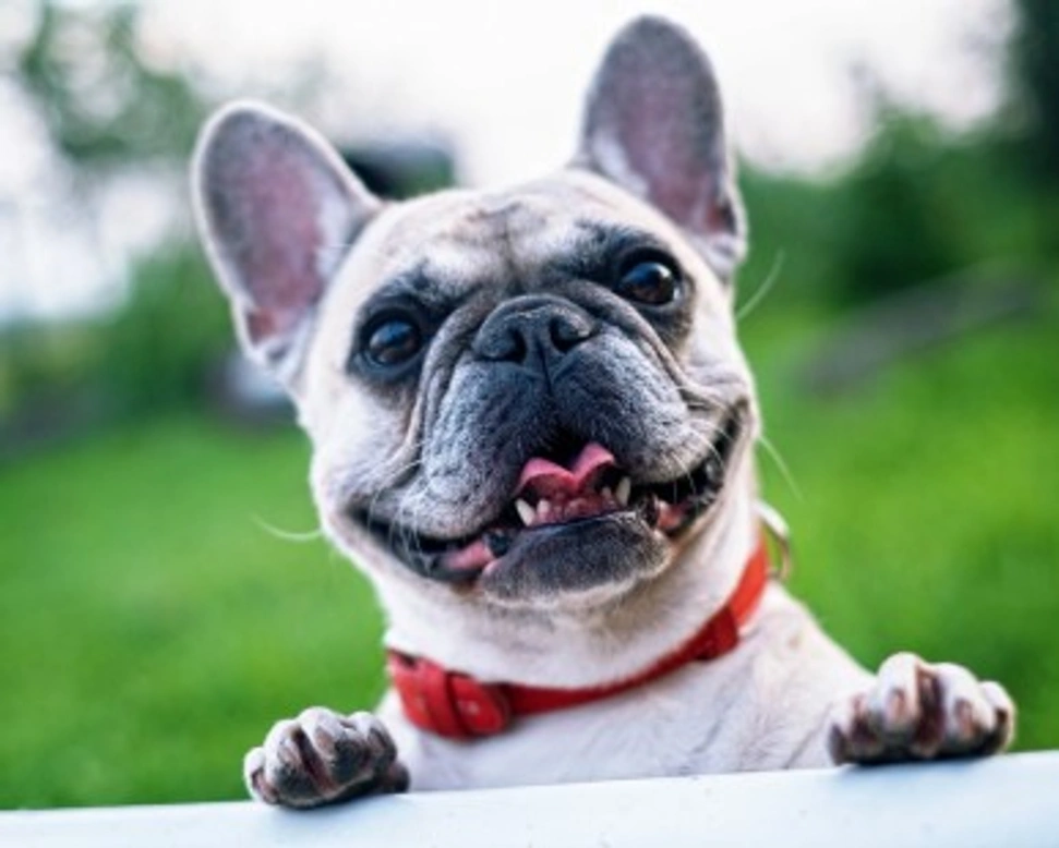 Cani piccolissima taglia a pelo corto. Quali sono le razze più diffuse in Italia?