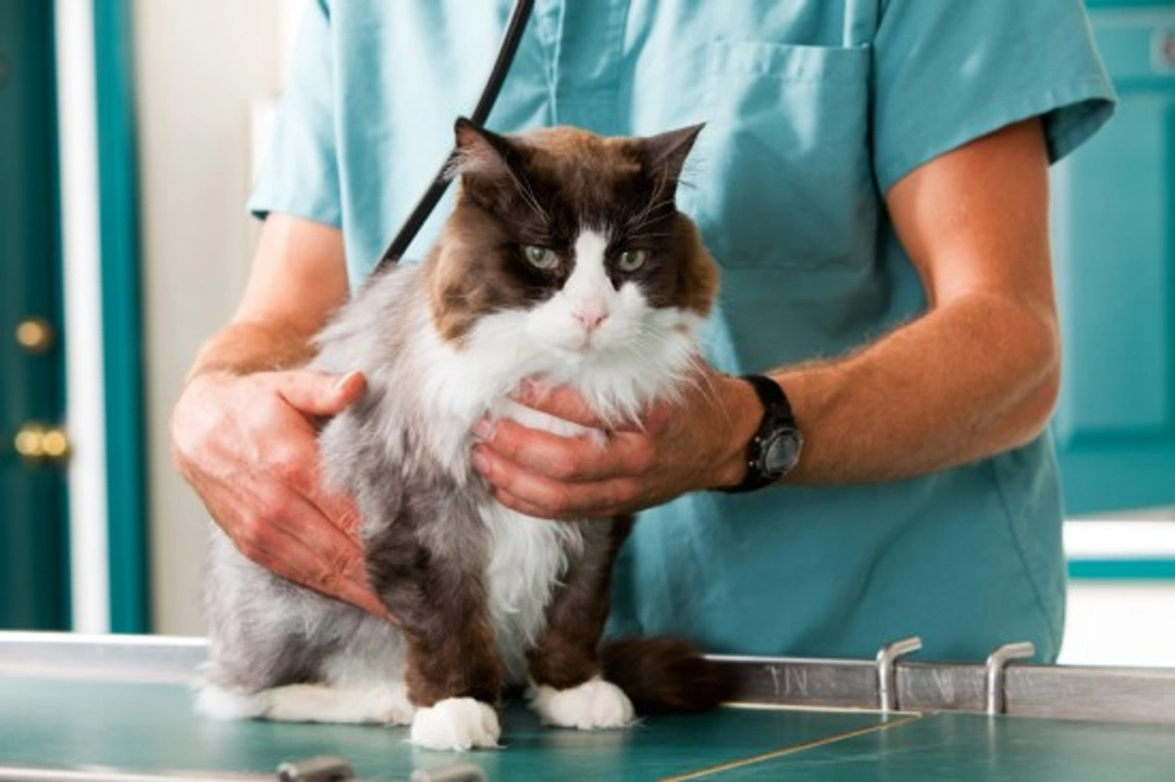 Getting the Most from Your Vet Visits: Essential Tips
