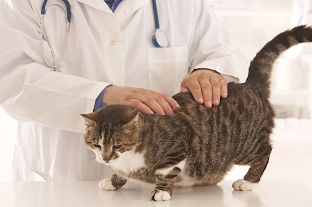 All About Cat-Only Veterinary Practices: Specialist Cat Care