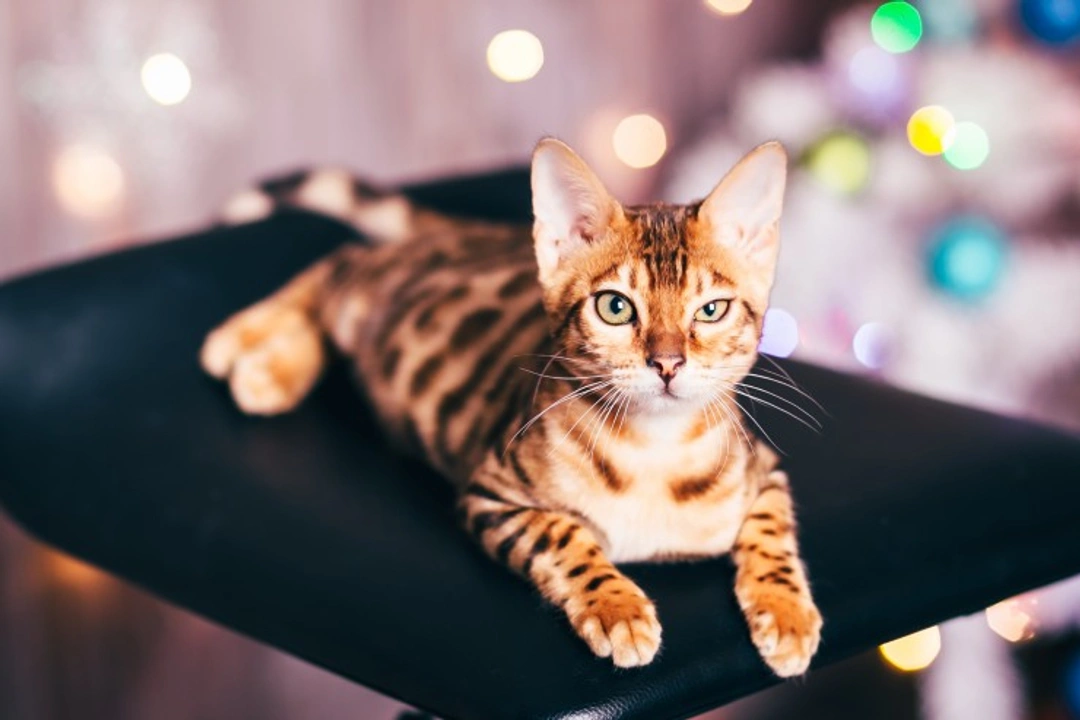 Getting a New Cat or Kitten at Christmas: Responsible Advice