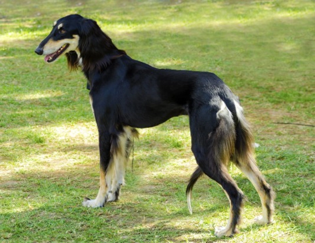 Keeping sighthounds happy: care tips for sighthound dogs