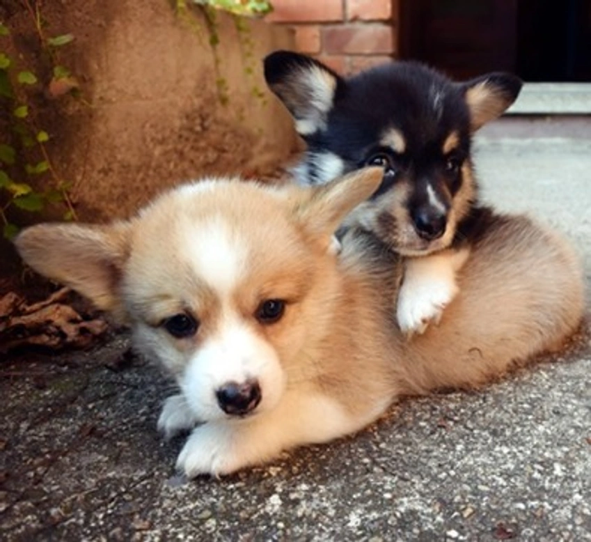 La scelta della razza, un impegno davvero importante!