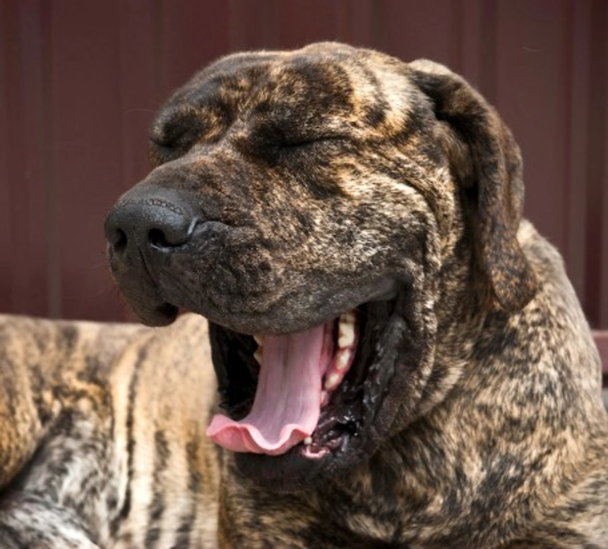 Pet Halitosis: 5 Steps to Improve Your Pet's Breath