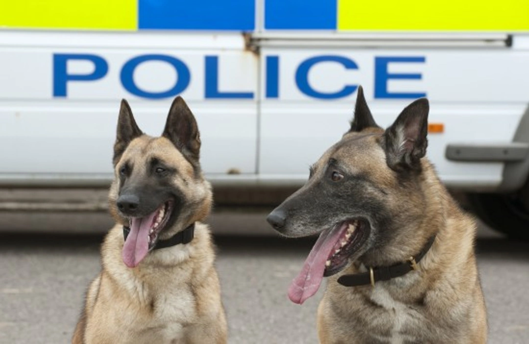 How Police and Military Dogs Form Bonds with Handlers