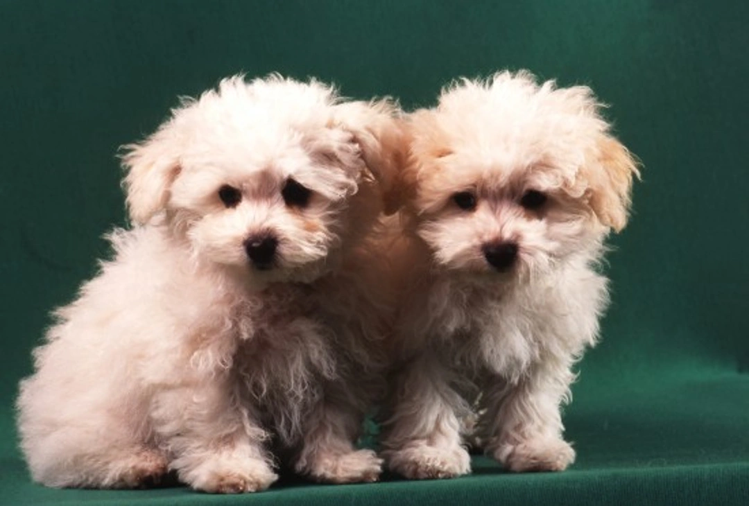 Complete Guide to the Bolognese Dog Breed