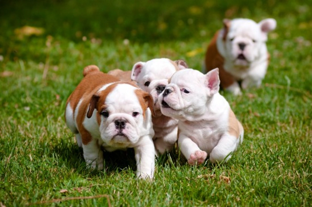 Dealing with a Puppy That Is a Bully: Essential Guide