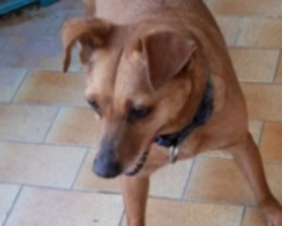 Adozioni cani: la storia di Sofie, tenerona cerca-casa