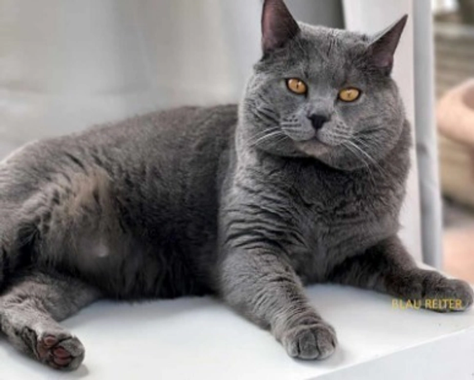 Il gatto di razza Certosino e le sue particolarità