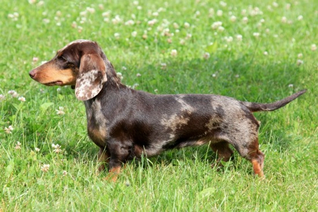 Breed-Specific Dog Food: Necessary or Just Marketing?