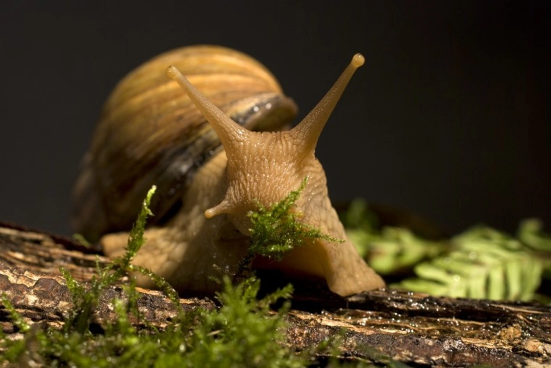 Giant African Land Snail Care: Unusual & Fascinating Pet Guide