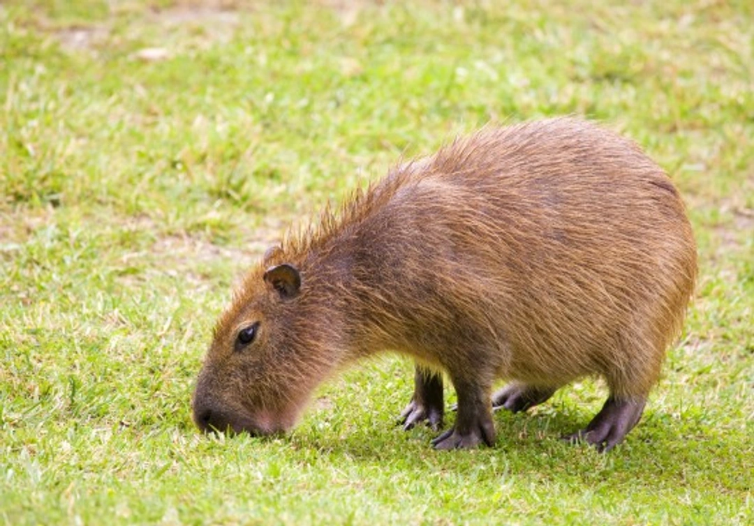 Can you keep a Capybara as a pet? Legal and care guide