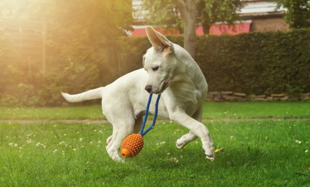 How to Motivate Your Dog to Play & Exercise Effectively