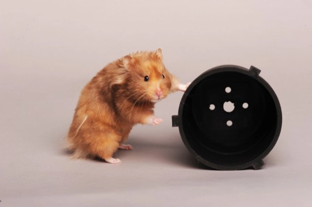 Fun Hamster Facts: 25+ Fascinating Pet Insights