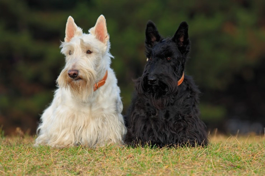 Non-inflammatory Hereditary Scottie Cramp in Scottish Terriers