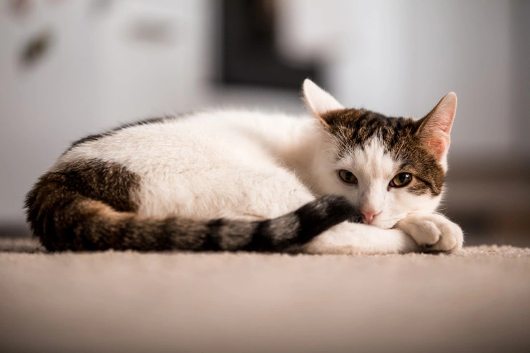 7 Top Tips to Remove Cat Urine Smell Effectively