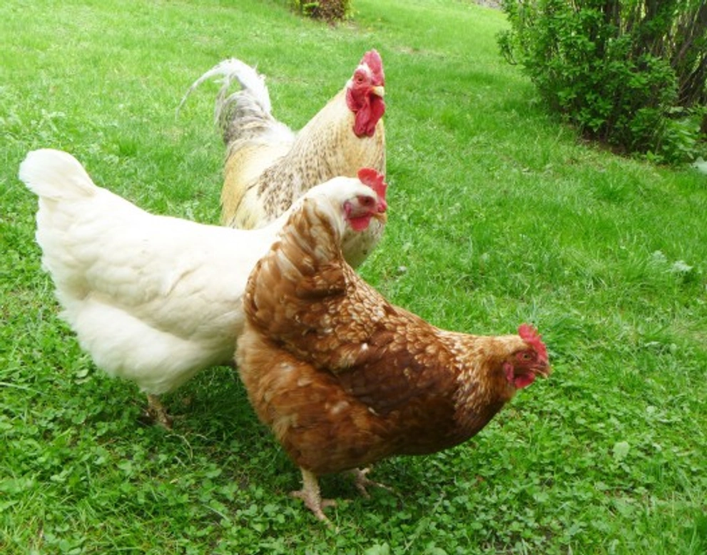 What You Need to Know About Keeping Chickens Safely