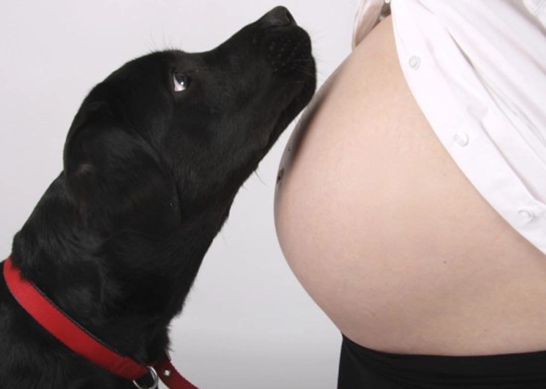 How to Introduce Your Dog to a New Baby Successfully