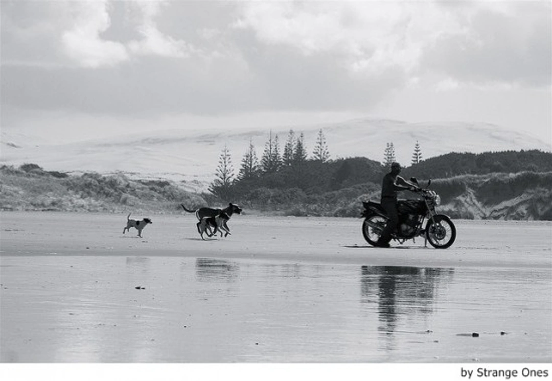 Viajar en moto con tu mascota