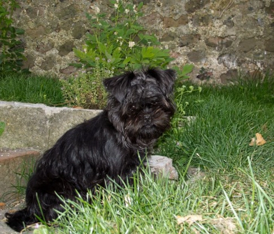 Affenpinscher Dog: Pros, Cons & Care Guide