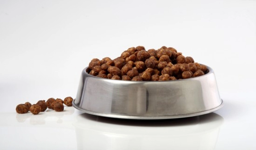 Why Antioxidants & Six Nutrients Are Vital in Your Dog’s Diet