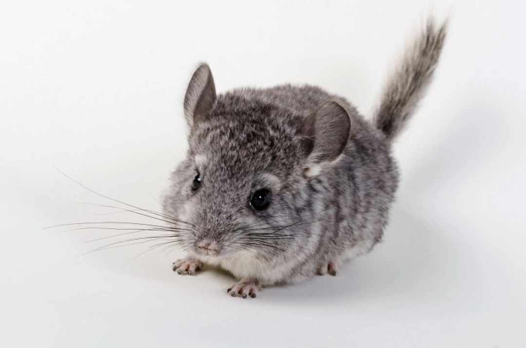 How to care for your pet chinchilla’s coat: UK Guide 2025