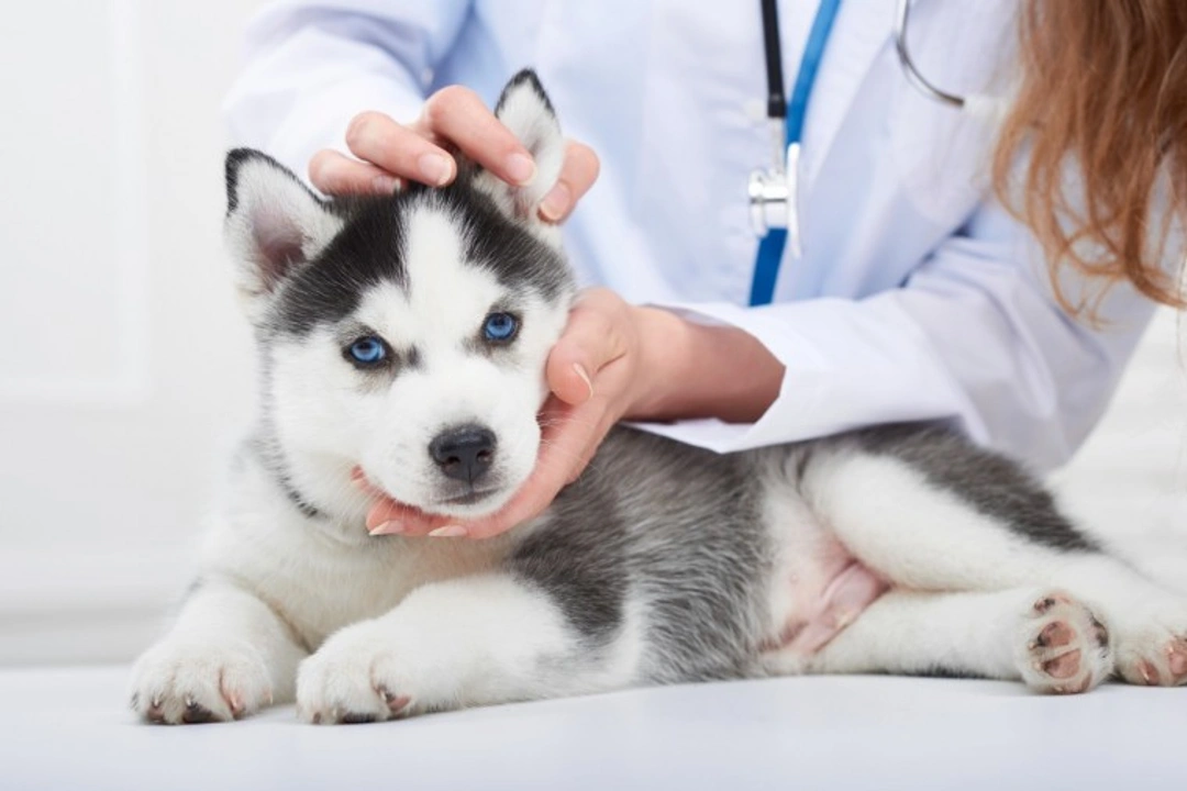 5 Key Concerns Dog Owners Have About Vet Care & Coronavirus