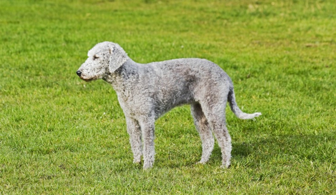 Bedlington Terrier Temperament: Unique Traits Explained