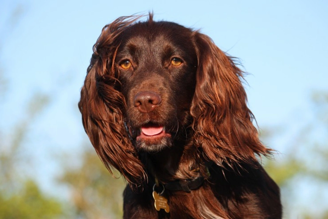 Why Cocker Spaniels Are Prone to Ear Infections: Causes & Care