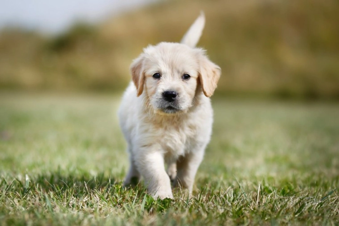 Kennel Club Dog Names: Rules for Naming Pedigree Puppies