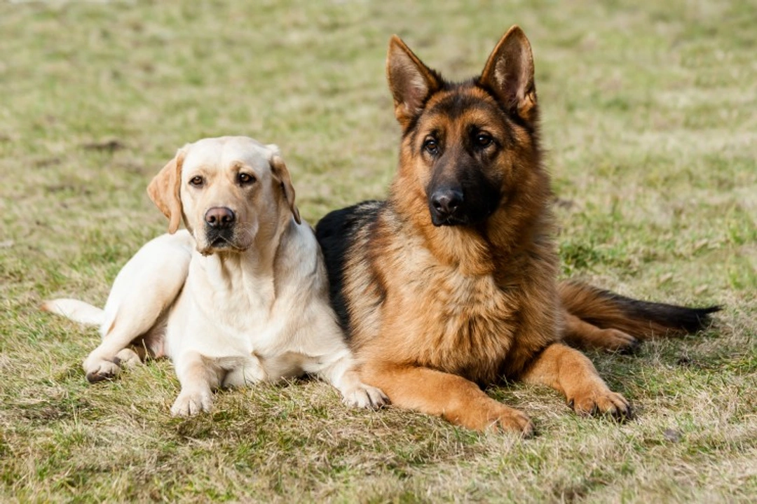 Achromatopsia in German Shepherds and Labrador Retrievers