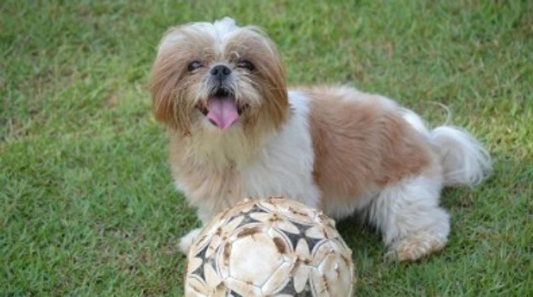 Info e consigli per chi ha o desidera un cane Shih-tzu