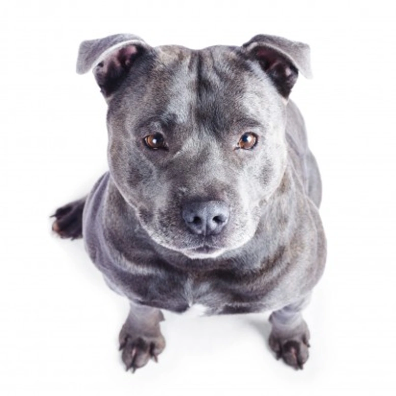 Staffordshire Bull Terriers: Temperament, Colors & Care