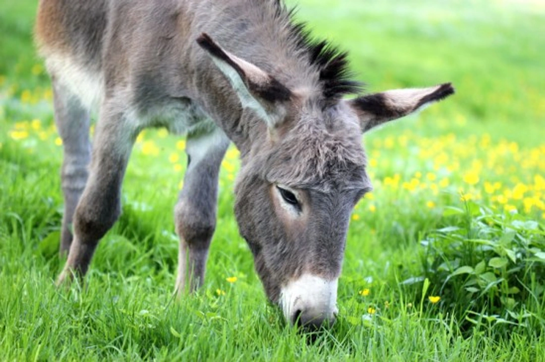 Sharing your life with donkeys: Complete care guide