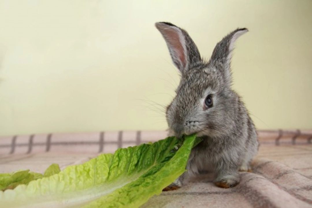Top Tips on How to Feed a Pet Rabbit