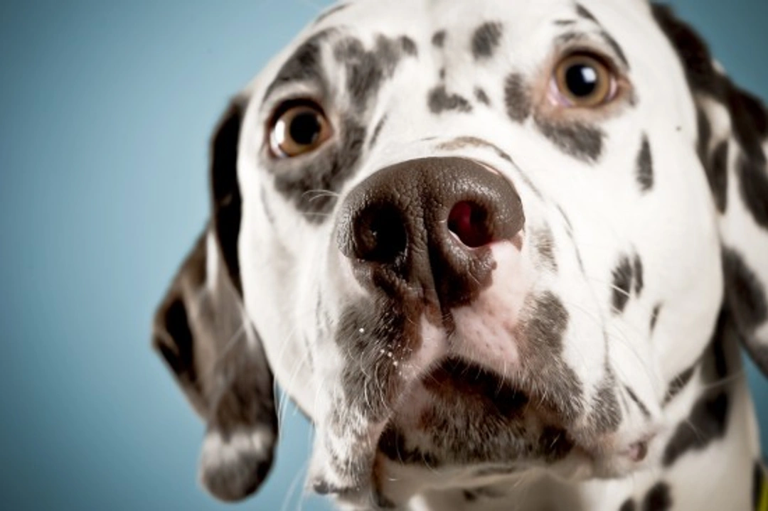 Dalmatian Coat and Skincare: Care Tips for Spotless Health