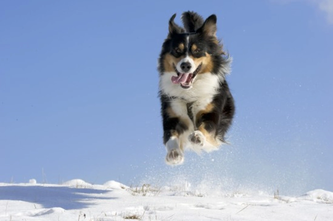 Winter Dog Exercise: Safe Tips for Dark Evenings
