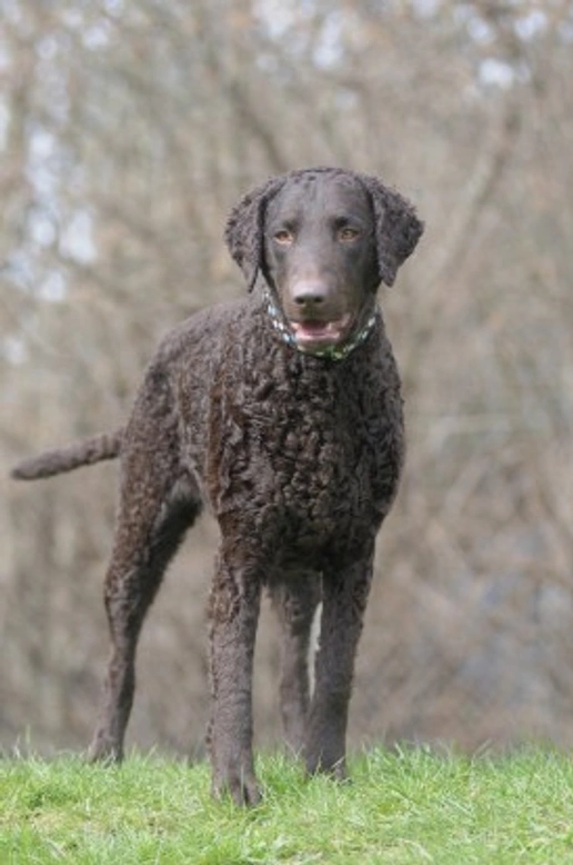 4 Stunning Curly-Coated Dog Breeds You'll Adore