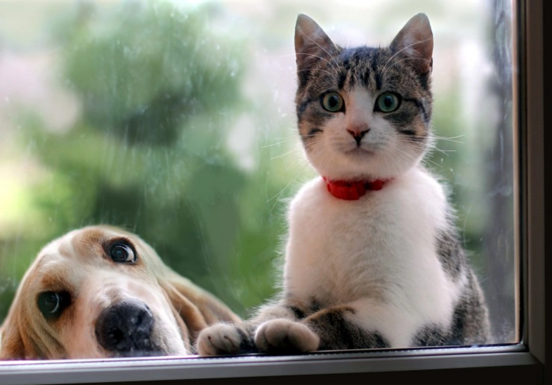 Are Cats Better at Letting You Know They Are Sick Than Dogs?