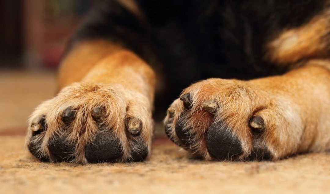 Swollen Dog Paw: Causes, Treatment & Home Care Tips