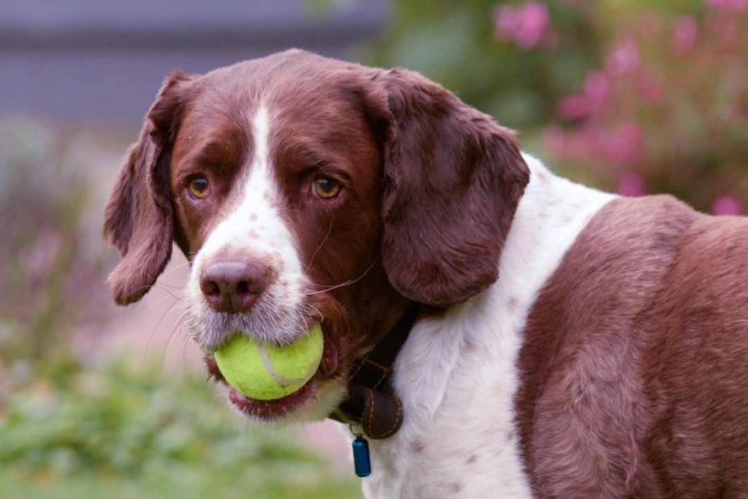 Are Tennis Balls Safe for Dogs? Risks and Safe Play Guide