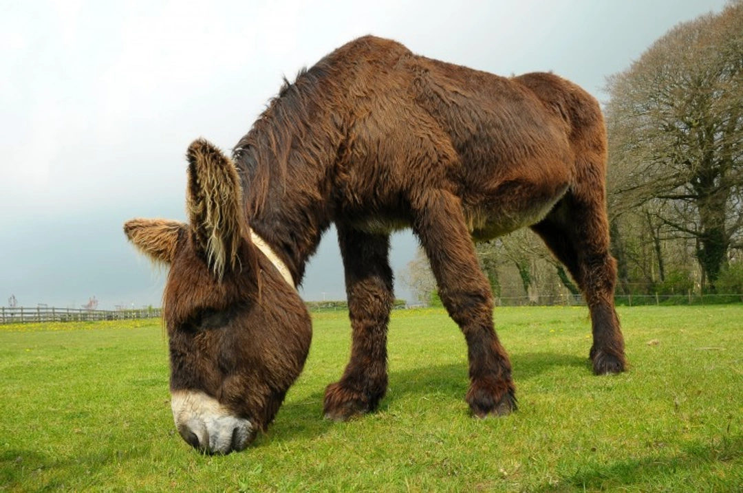 The Poitou Donkey – World's Largest Donkey Breed Explained