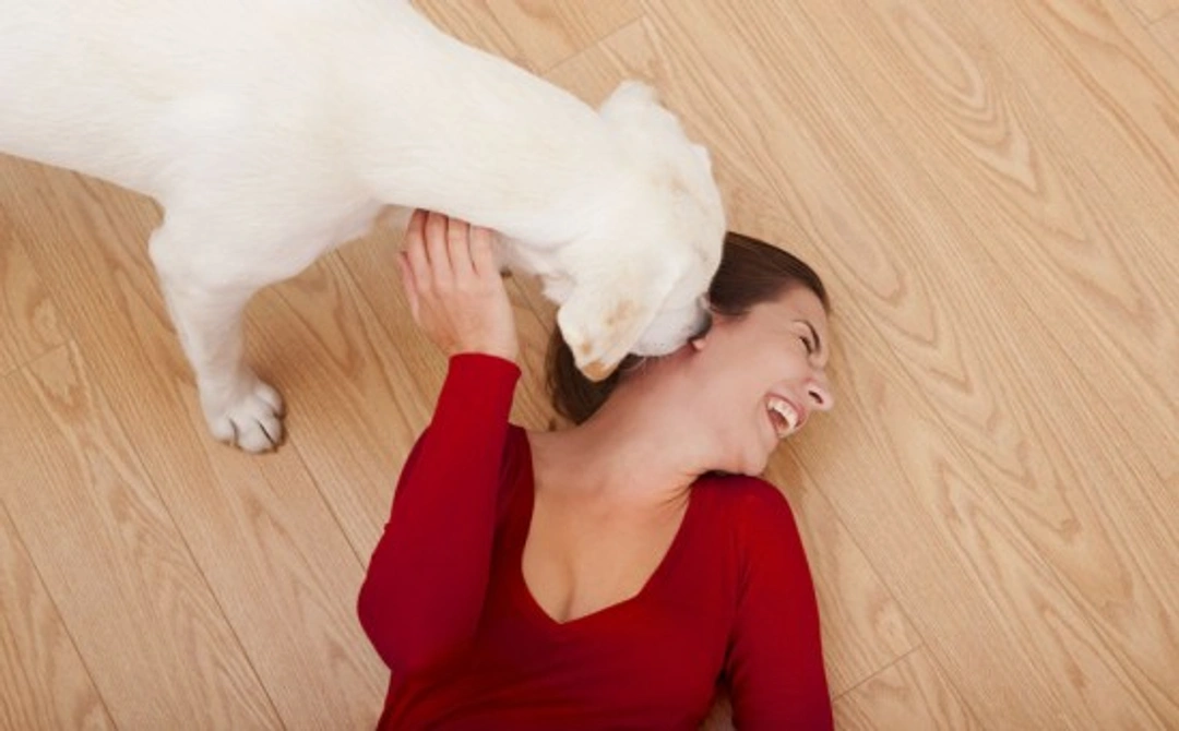 How to Manage Your Dog Around Visitors Calmly