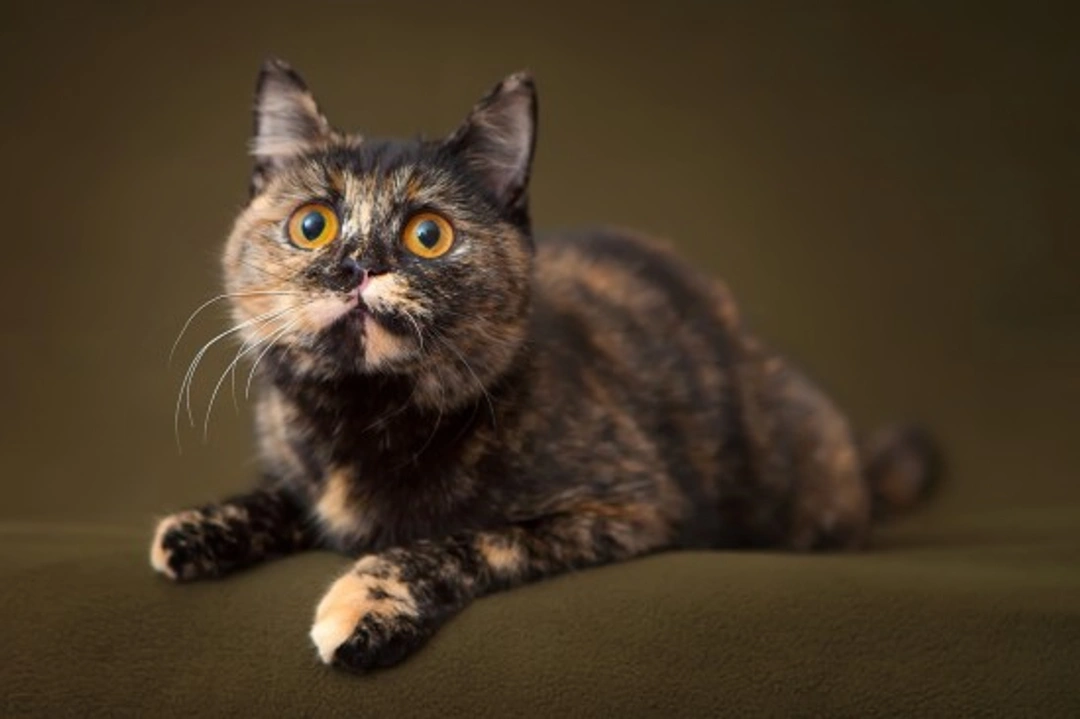 Can You Train a Cat Not to Mark? Expert Tips & Tricks