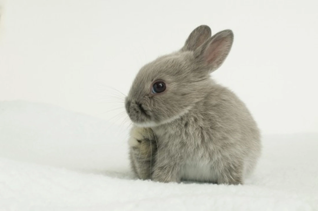 12 Cutest Smallest Rabbit Breeds in the World