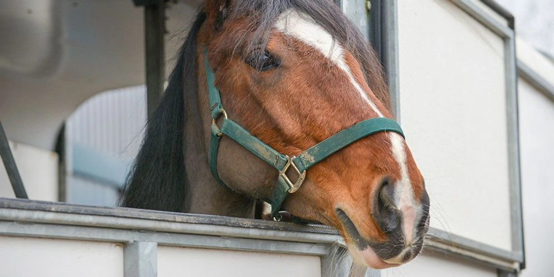 Så lyckas du med lastningen av din häst