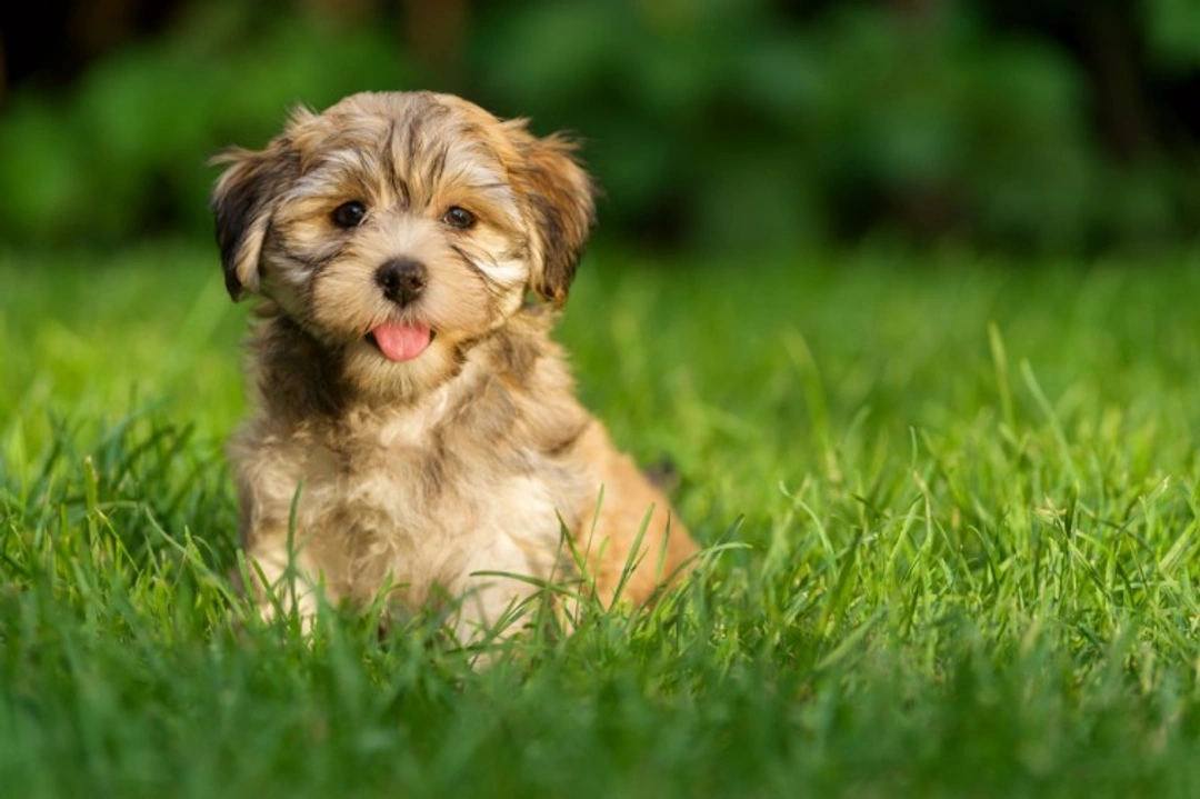 5 Garden Fertilizers to Avoid If You Have a Dog