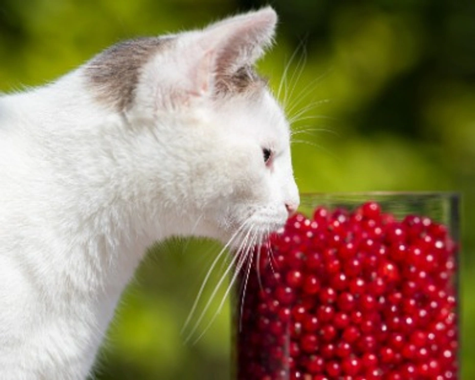 Associazioni animali: Associazione Felina Novarese